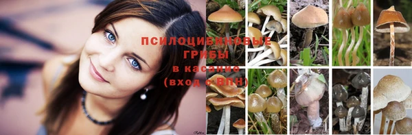 прущие грибы Семикаракорск